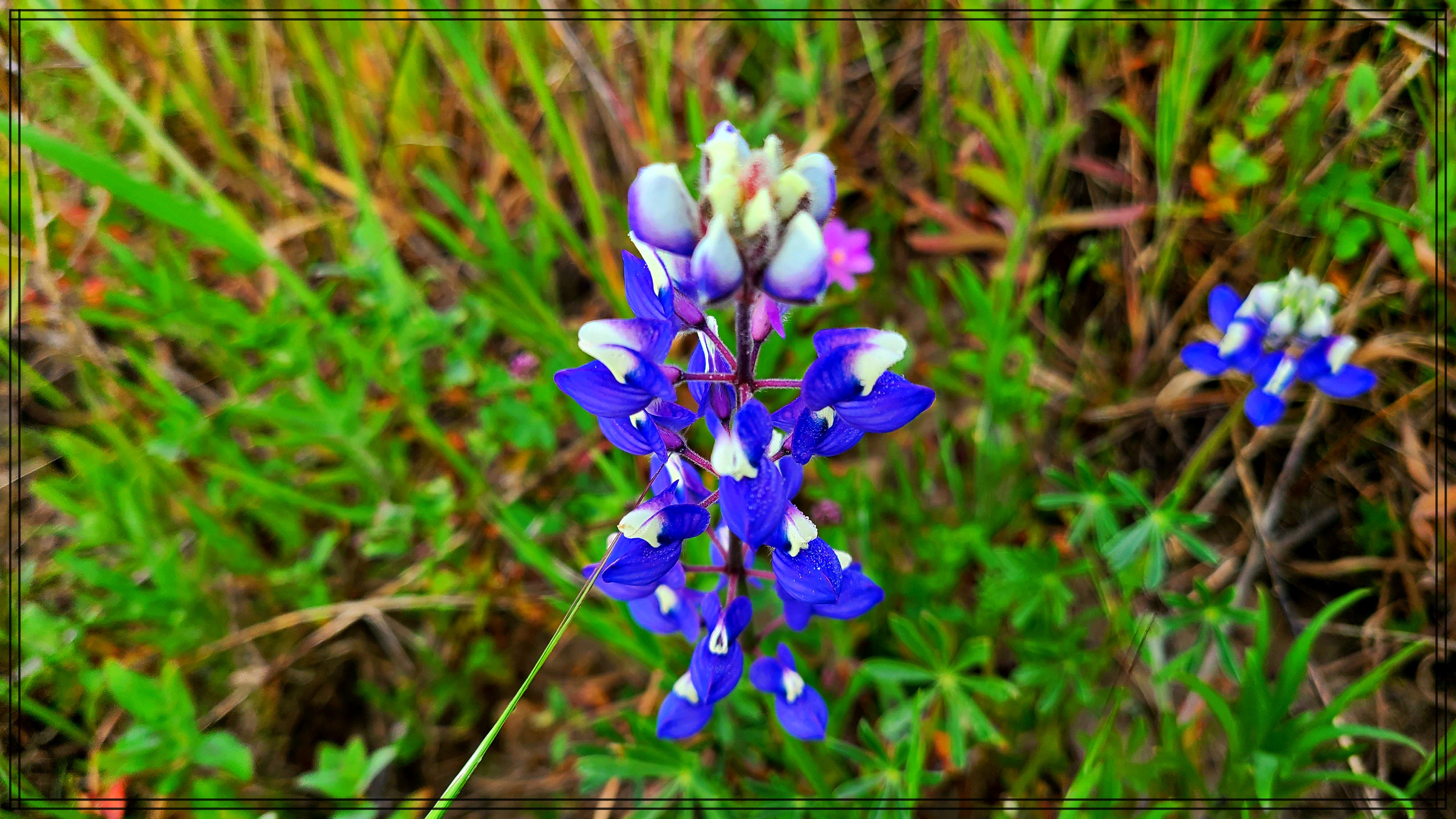 Garrapata Flower 2.jpg