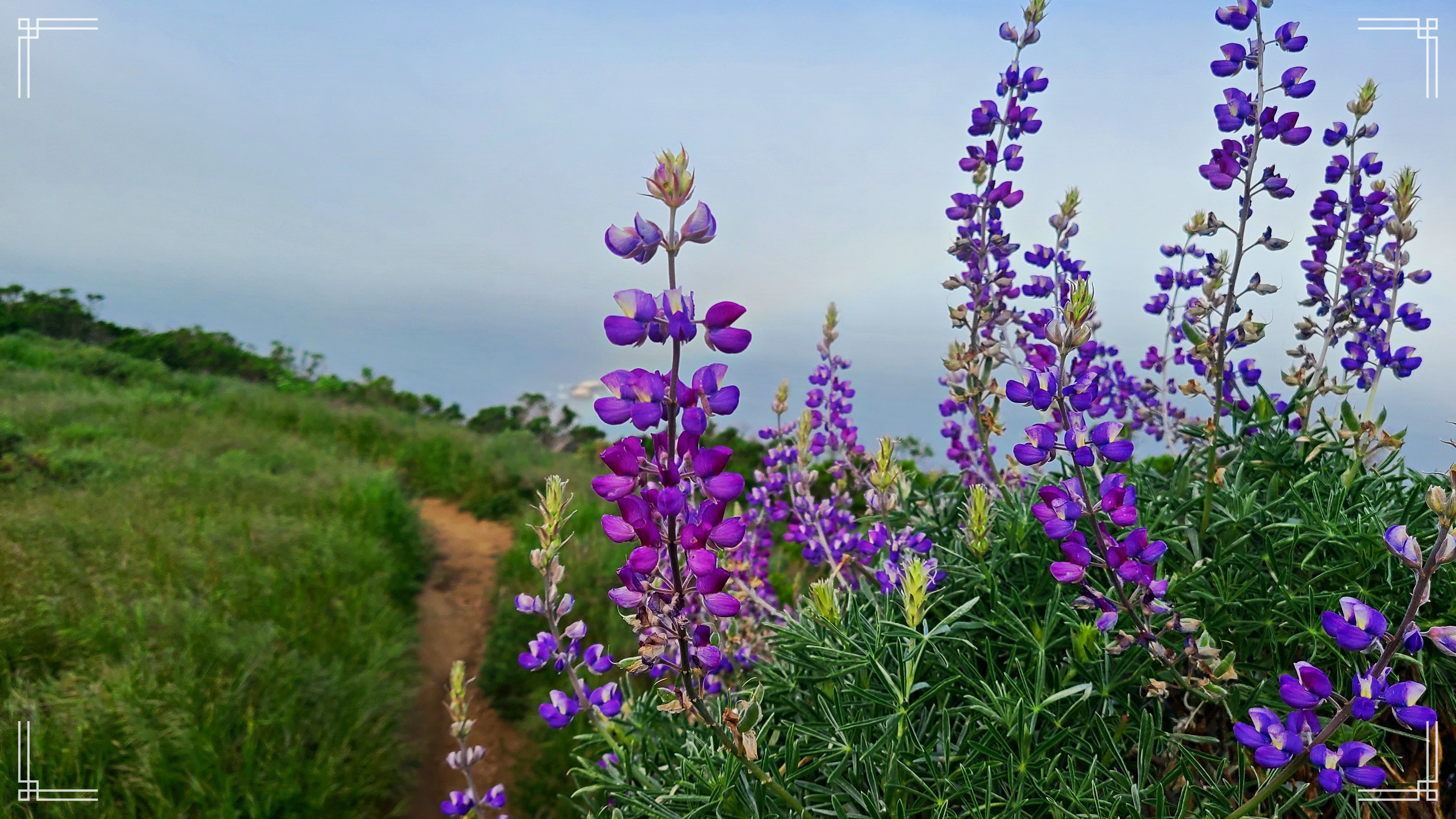 Garrapata Flower 15.jpg