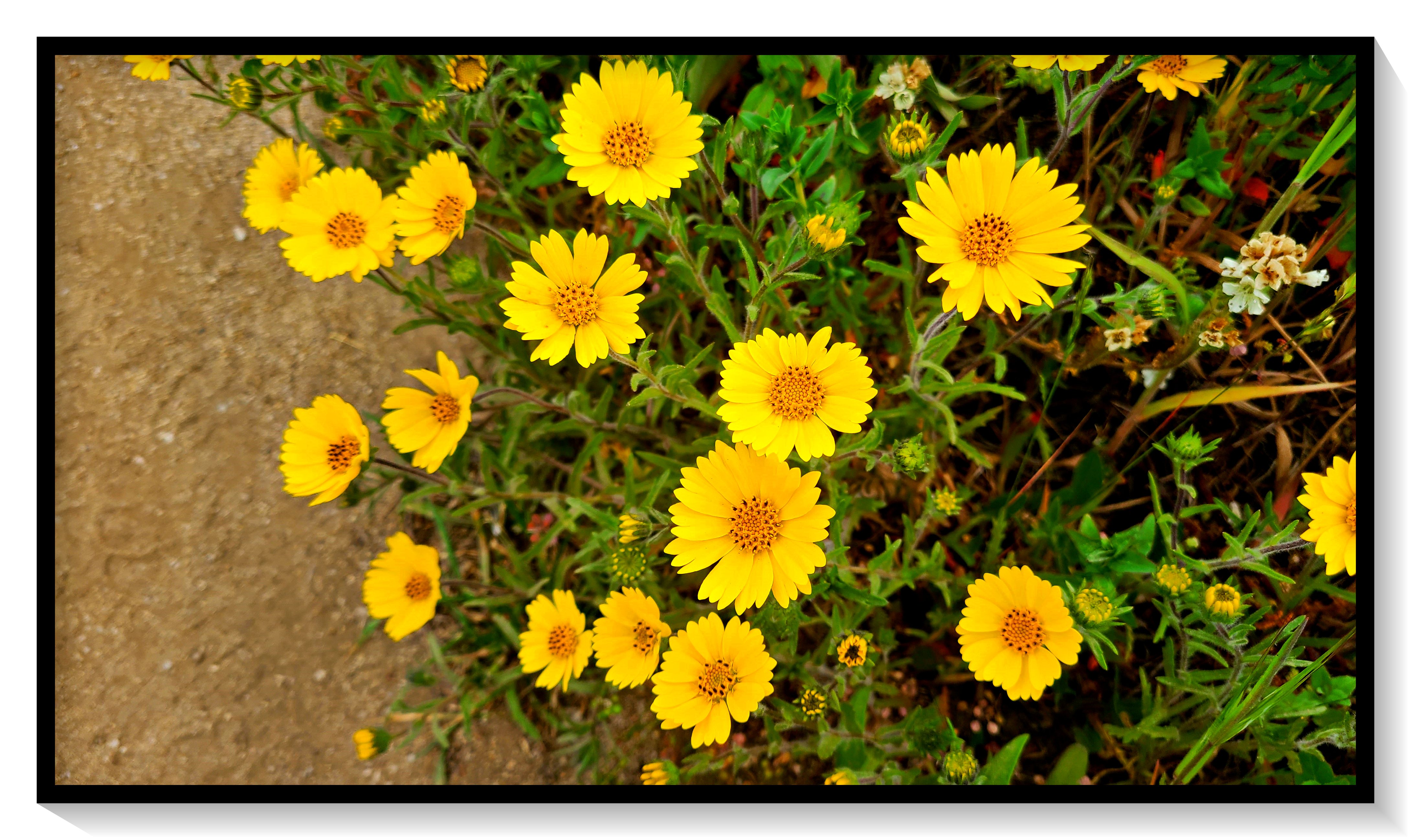 Garrapata Flower 1_1.jpg