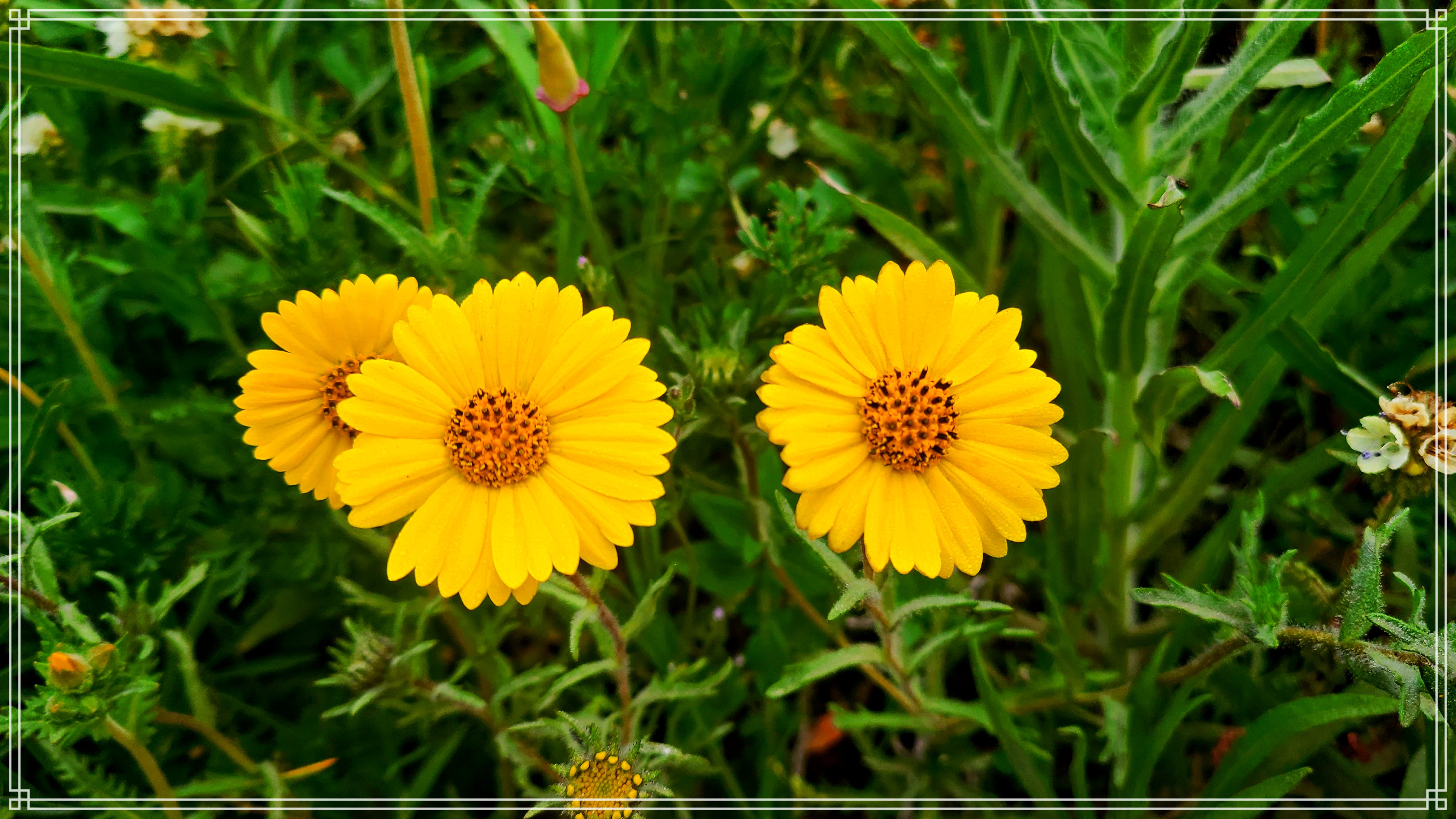Garrapata Flower 0.jpg
