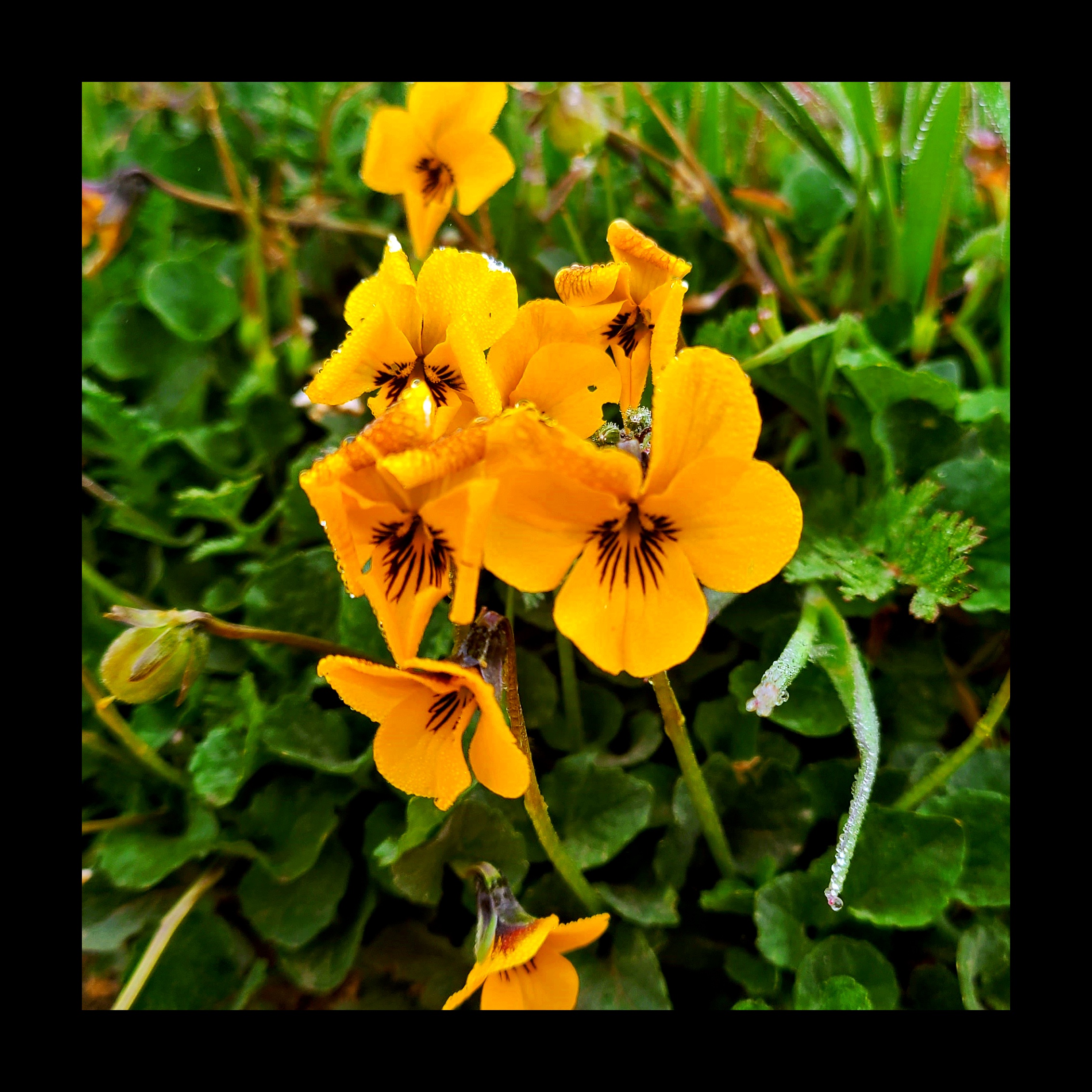 Garrapata Flower 4-1.jpg