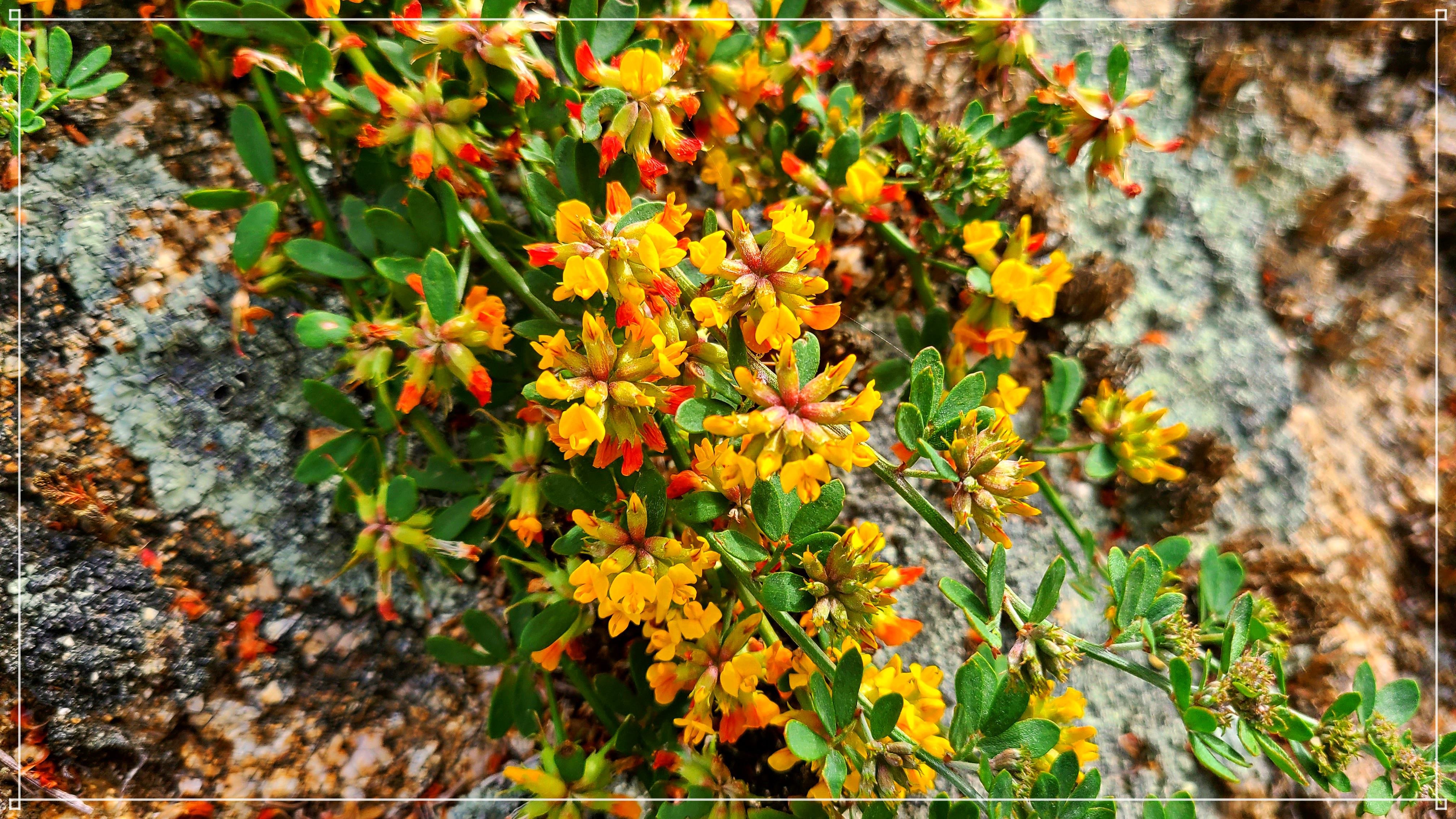 Garrapata Flower 14_1.jpg