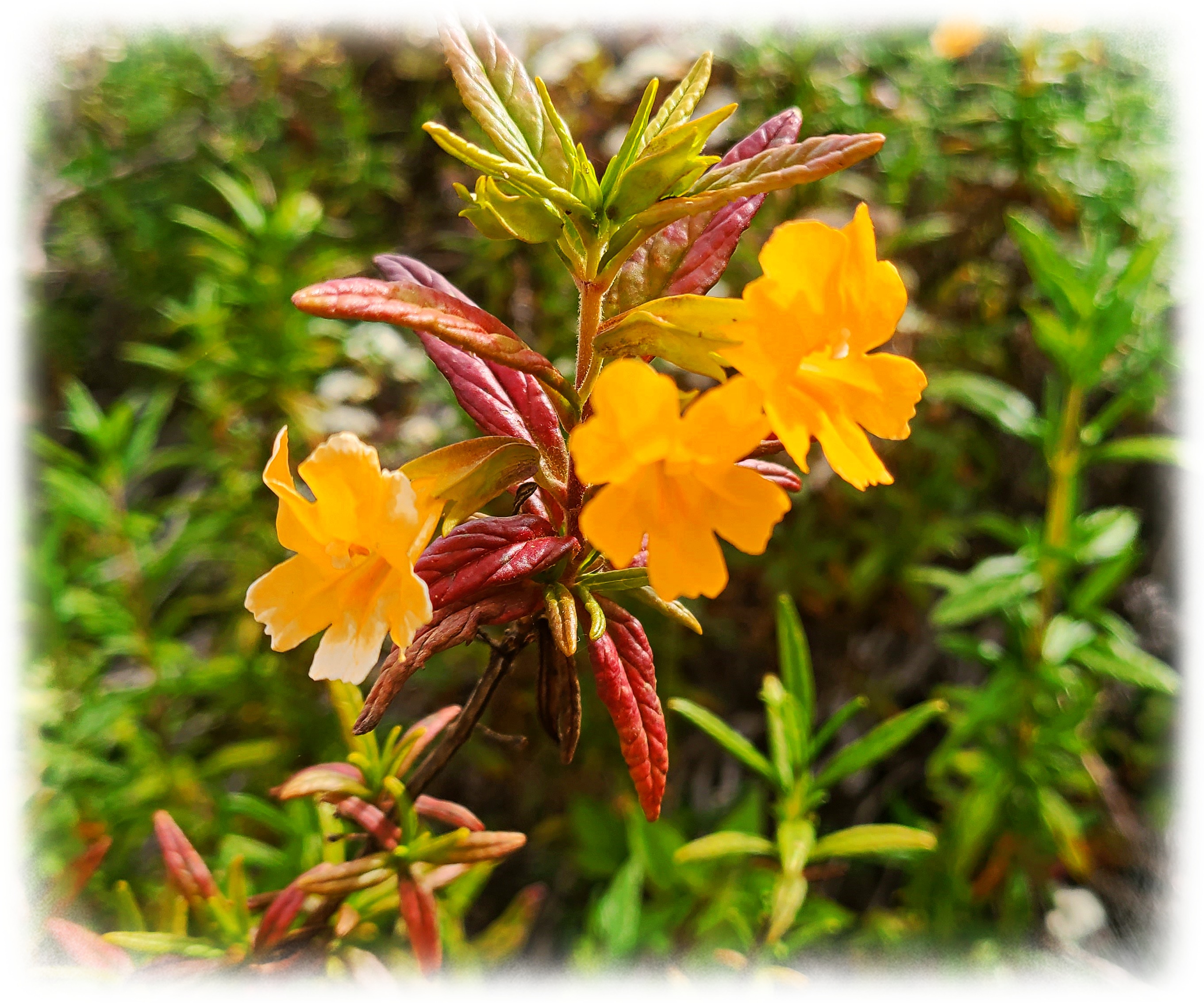 Garrapata Flower 14.jpg