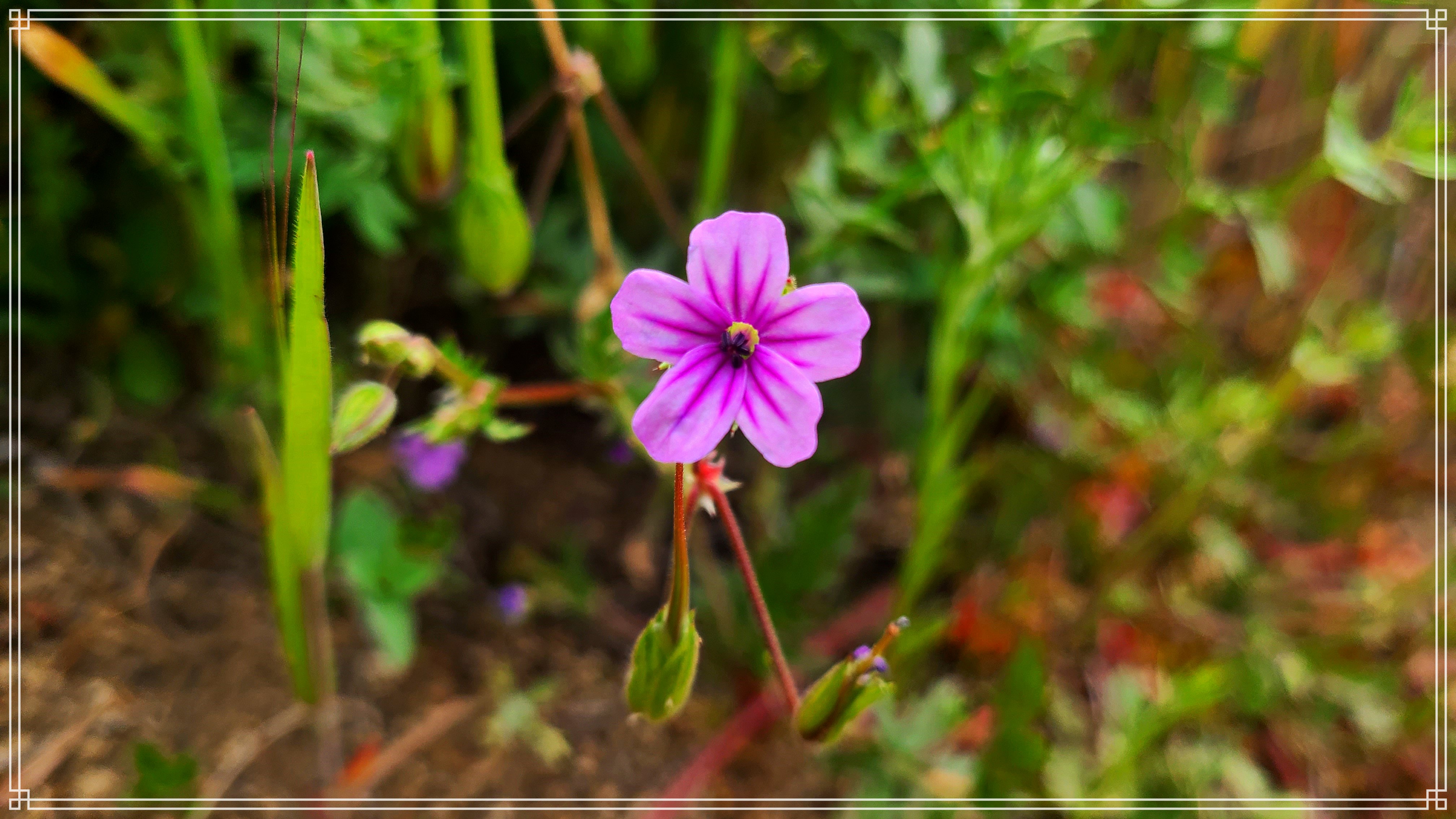 Garrapata Flower 12.jpg