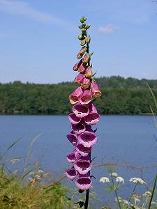 Digitalis_50.jpg