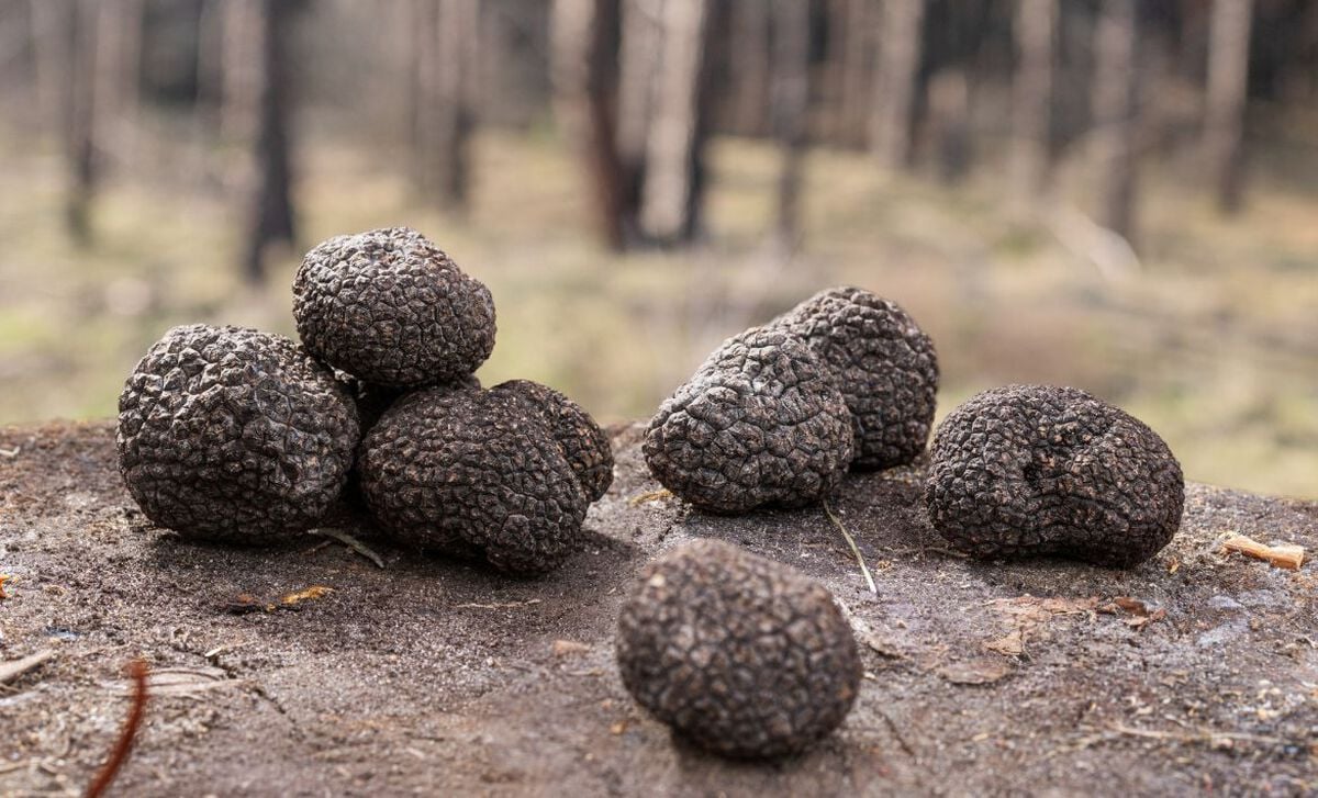 black-truffles.jpg