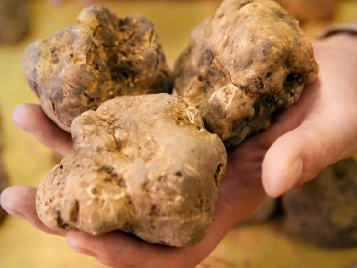white truffle.webp
