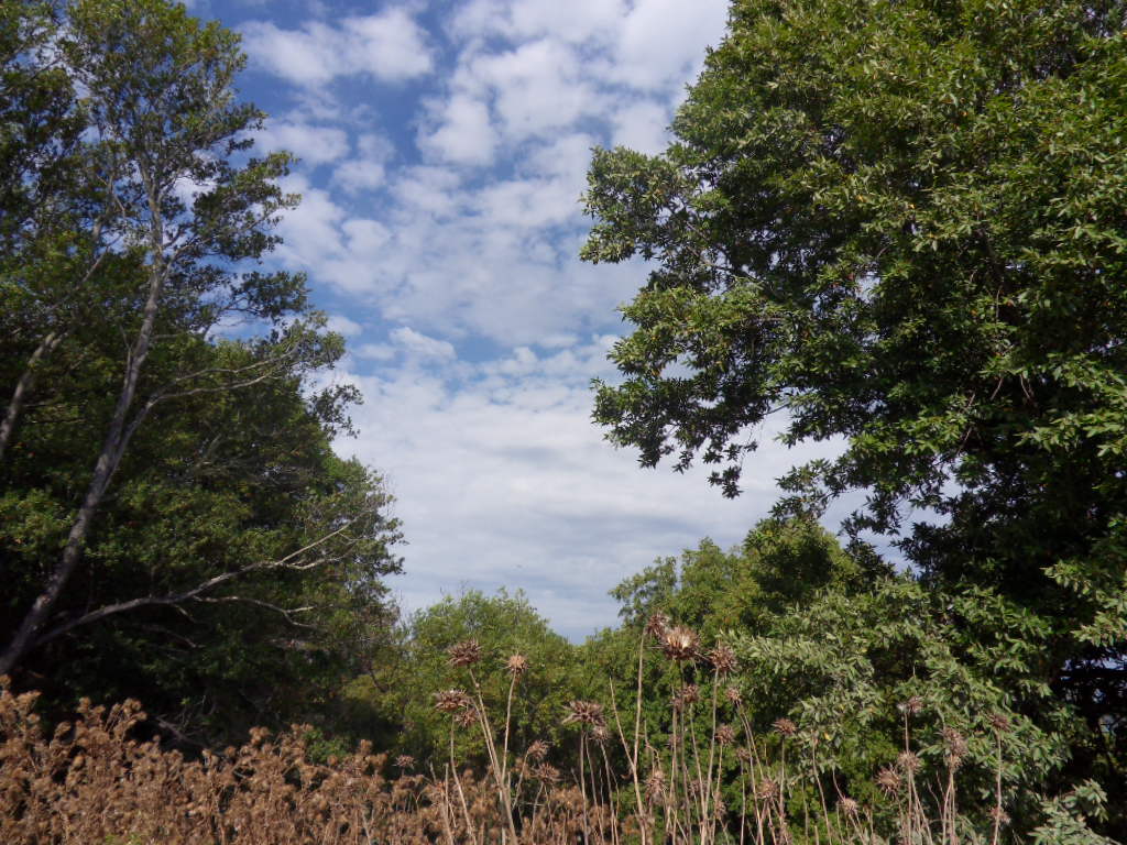 SDC11258.JPG