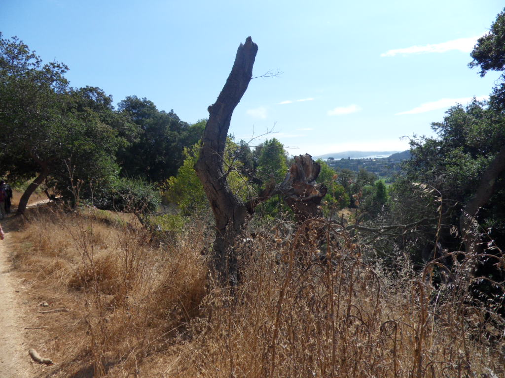 SDC11267.JPG
