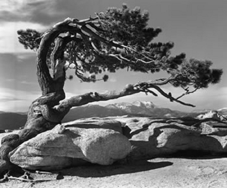 04 Jeffrey Pine.jpg