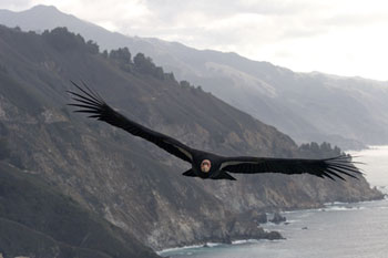 Condor_Gliding.jpg