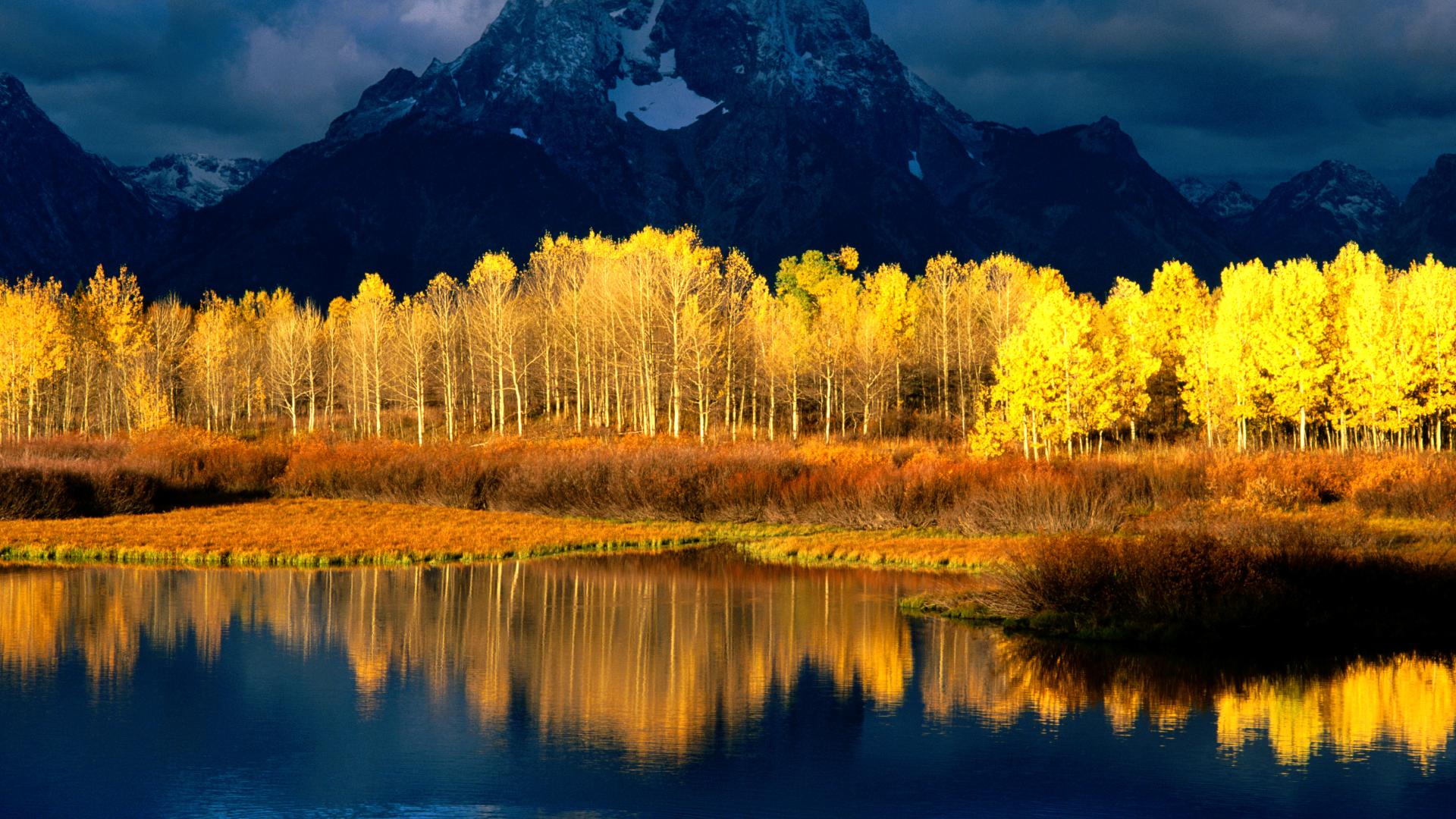 Quaking Aspen_Grandetons_Wyoming.jpg