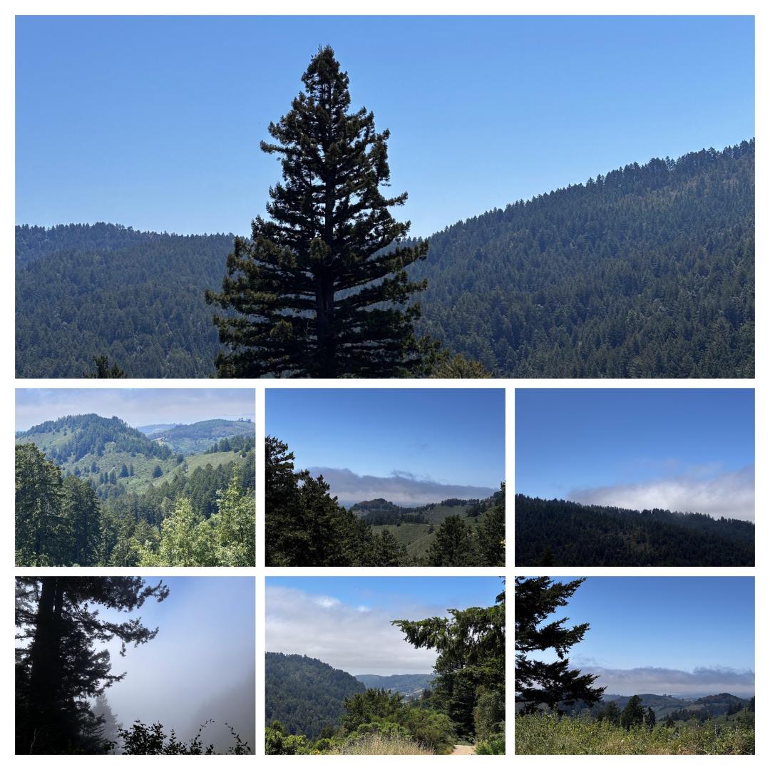 IMG_4250-COLLAGE.jpg