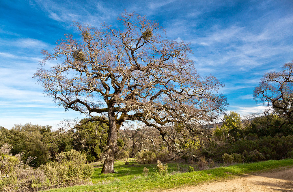 Windy Hills tree.jpg