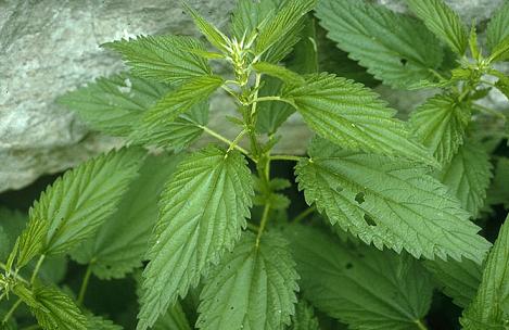 stinging_nettle.jpg